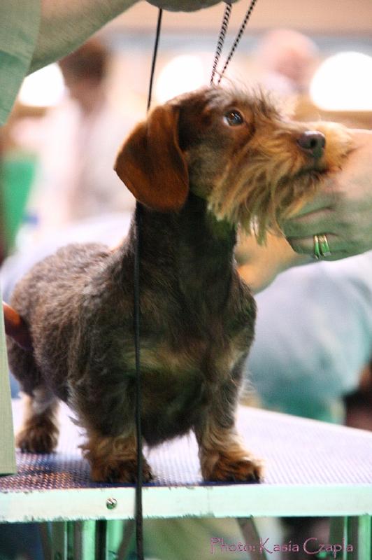 Crufts2011_2 1522.jpg